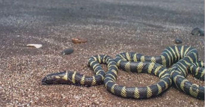 Patal nagini