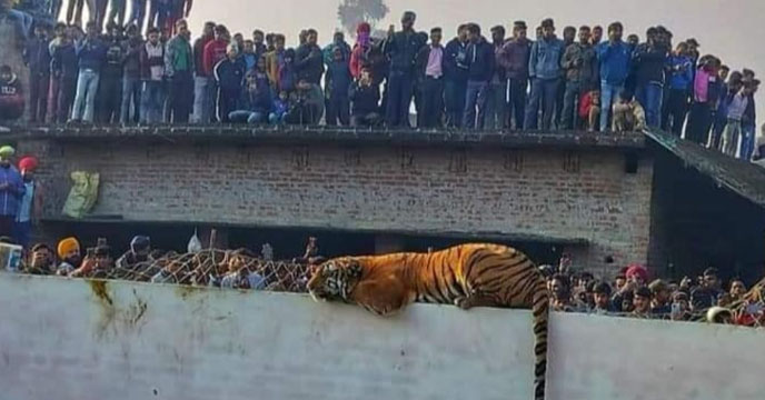 Tiger in Philbhit UP