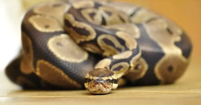 Python snake