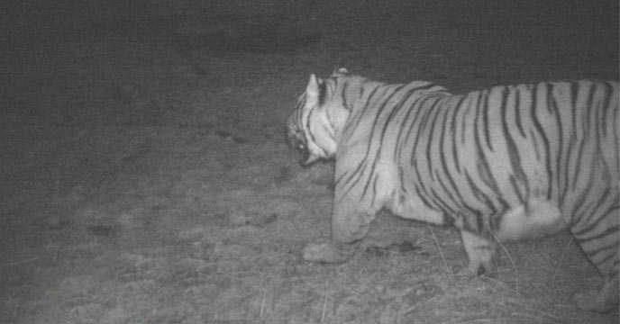 Sikkim Tiger