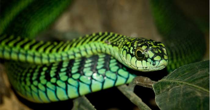 boomslang