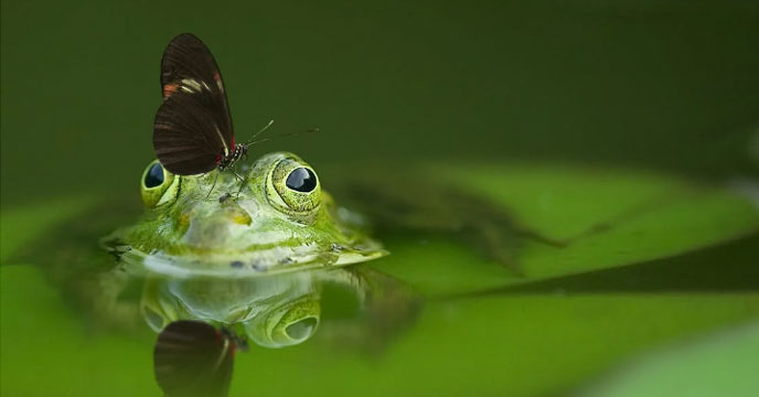 frog