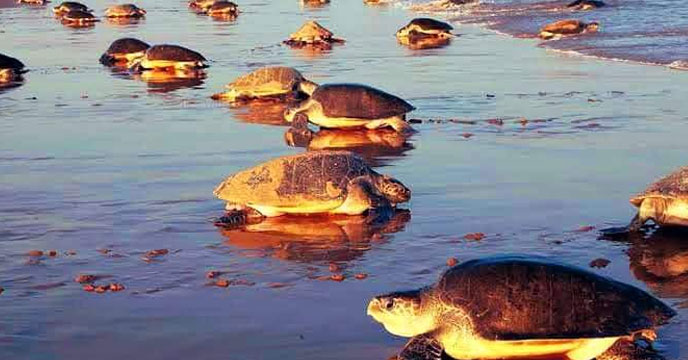 Sea Turtles