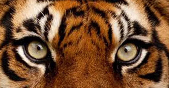 Tiger eyes