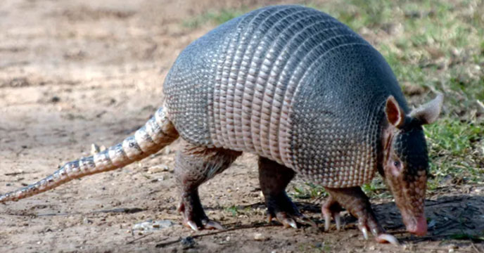 Armadillo