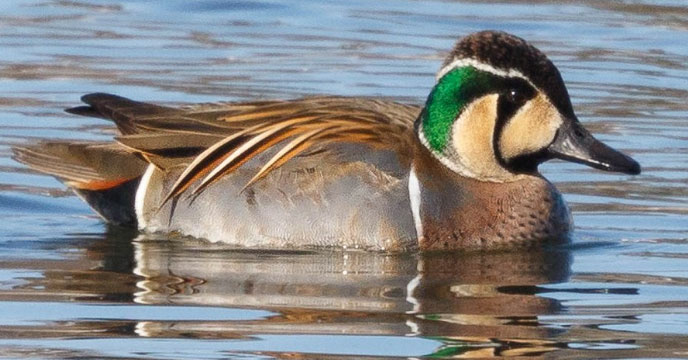 Baikal Teal Duck