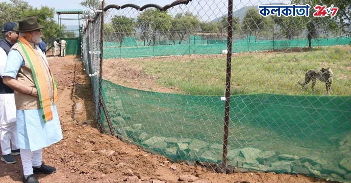 Cheetah 'Shaurya' Passes Away