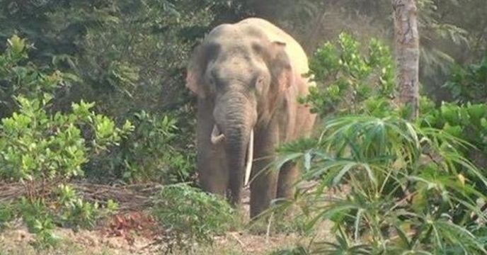 elephant
