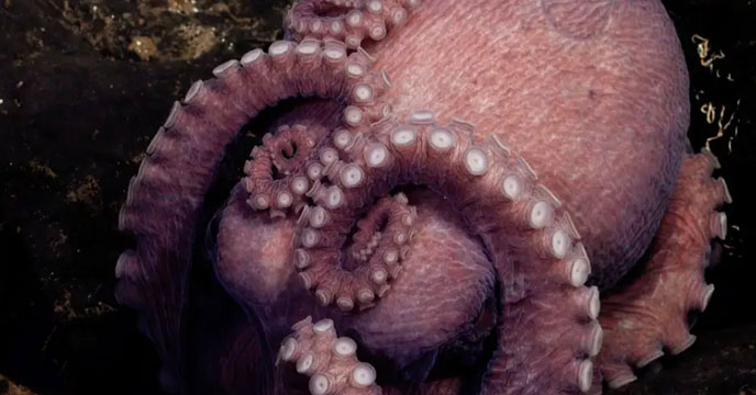 Octopus