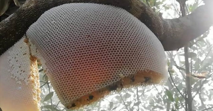 Beehive
