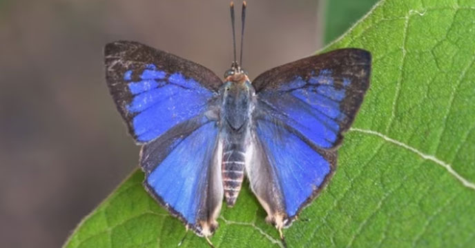 rare Blue-colored butterfly discovered