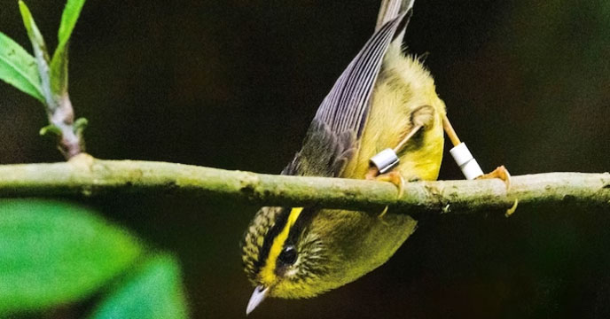 A yellow throated fulvetta