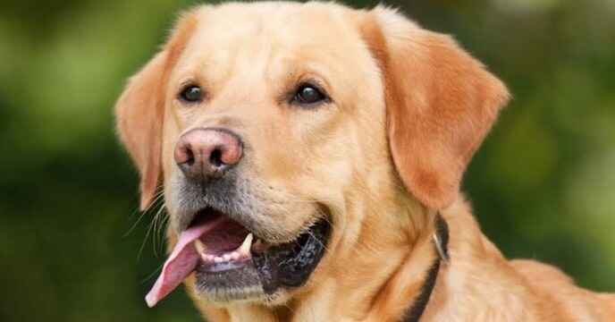 Dog Health Tips