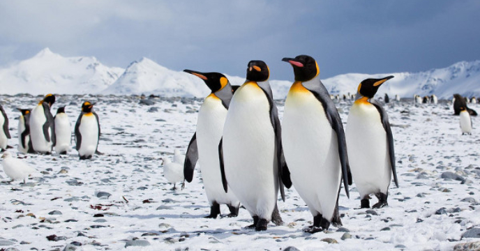 Antarctica Bird Flu Virus