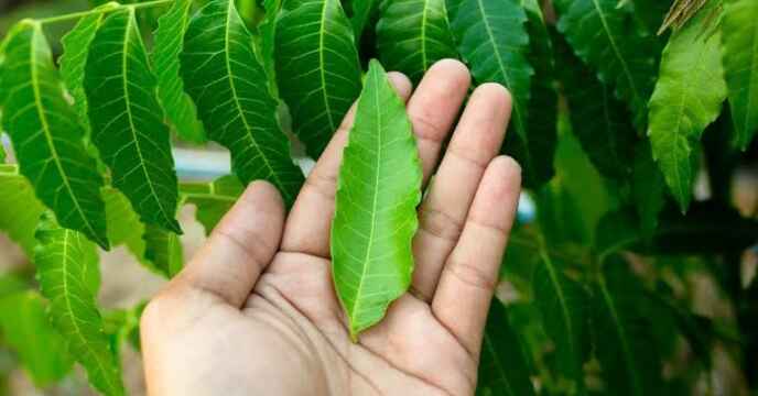 Neem Benefits