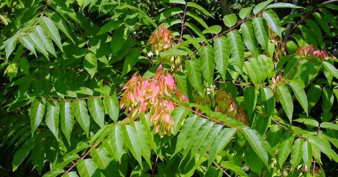 Tree of Heaven