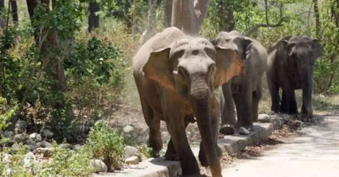 Indian elephants destroying Nepal crops