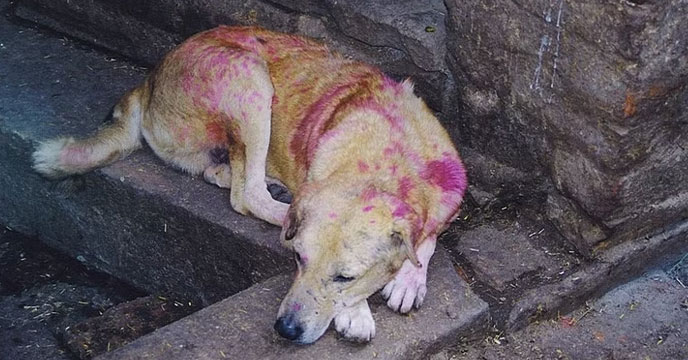 Street dog