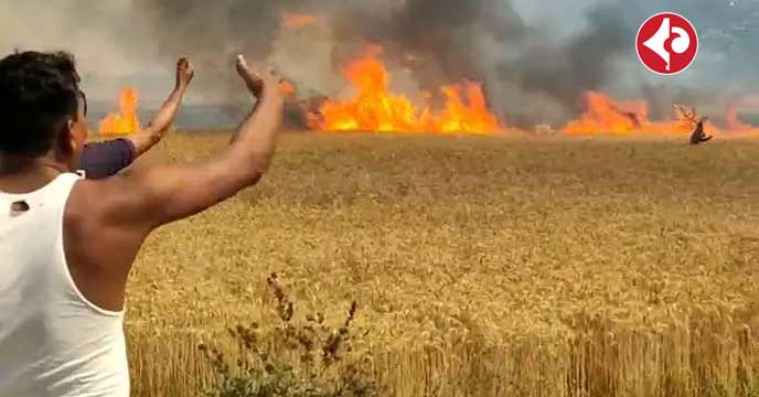 Massive Wheat Crop Loss in Shravasti