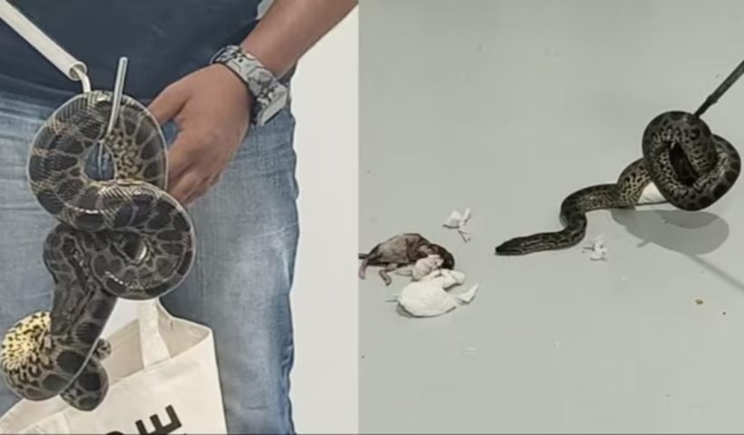 Snake