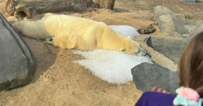 polar-bear