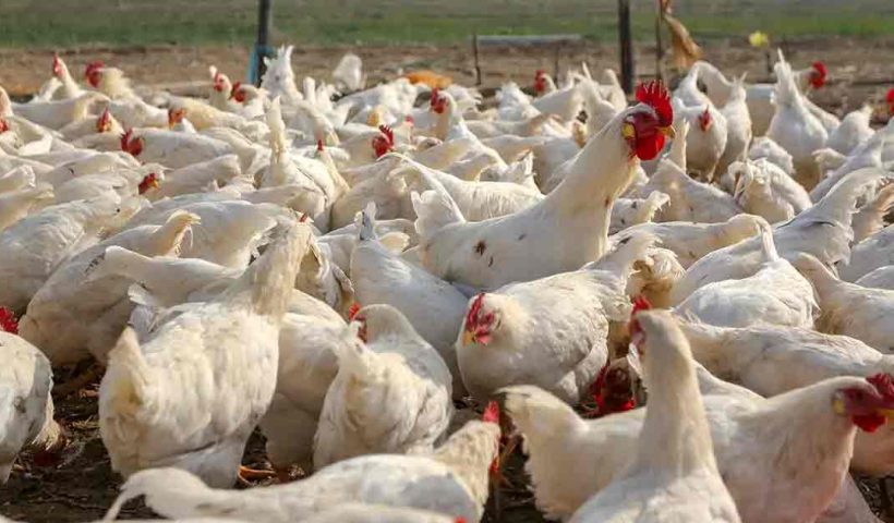 WB Government Bans Import of Chicken and Eggs from Godavari Region Due to Bird Flu