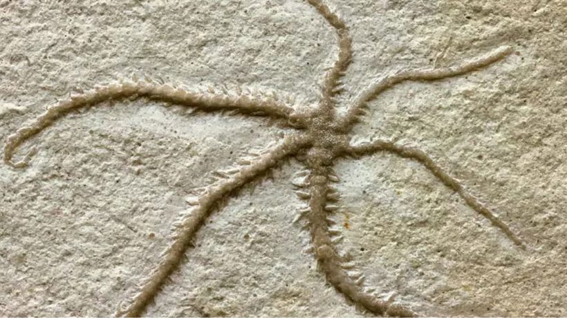 Starfish-like Creature