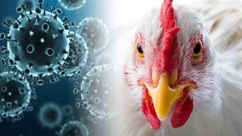 BIRD FLU (2)