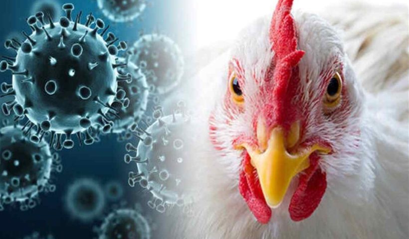 BIRD FLU (2)