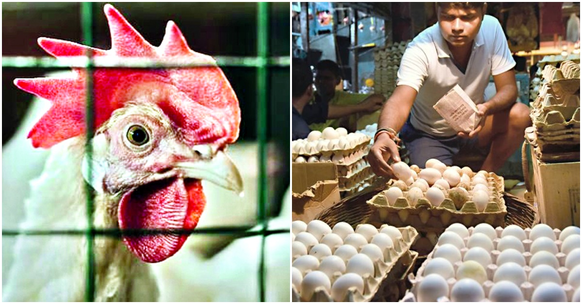 no fear of eating chicken meat and eggs amid the bird-flu scare said west bengal health department , বাংলায় চাপা বার্ড-ফ্লু আতঙ্ক! খাবেন মুরগির মাংস-ডিম? জানুন স্বাস্থ দফতরের ঘোষণা