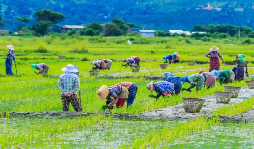 centre approves msp for 14 crops