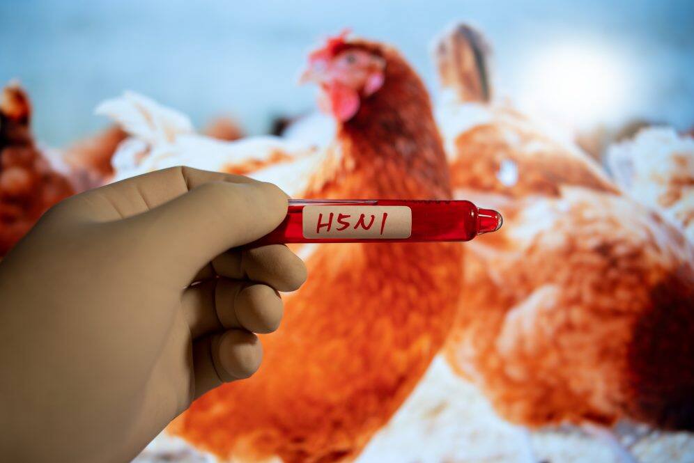 Scientists express concern about Bird Flu Virus infection and the fear of it spreading through the air