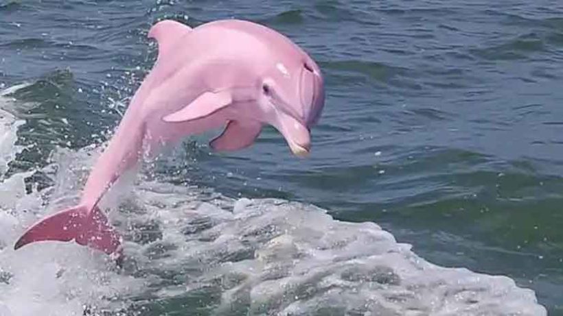 pink dolphin
