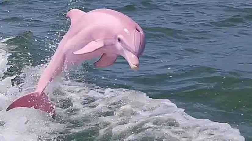 pink dolphin