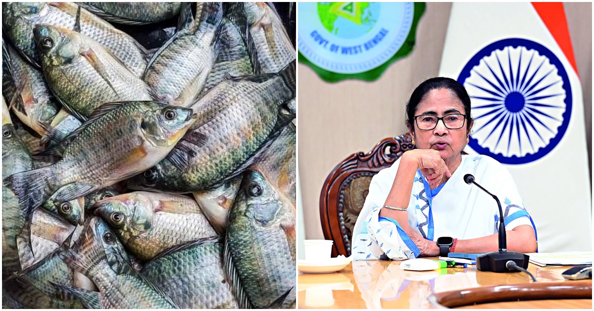 Mamata Banerjee said that eating tilapia fish does not cause cancer, তেলাপিয়া মাছ খেলে ক্যান্সার হয়! এতদিন জানতেন মমতা, ভুল ভাঙতেই চমকে উঠলেন নবান্নে
