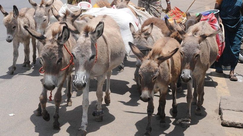 Donkey is the national animal of whish country, 'গাধা' বলে গালমন্দ করেন! কিন্তু জানেন এই জন্তুটিও একটি দেশের জাতীয় পশু?