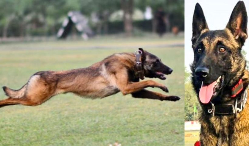 Army dog Phantom