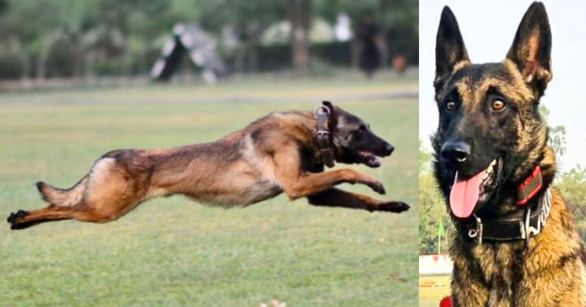 Army dog Phantom