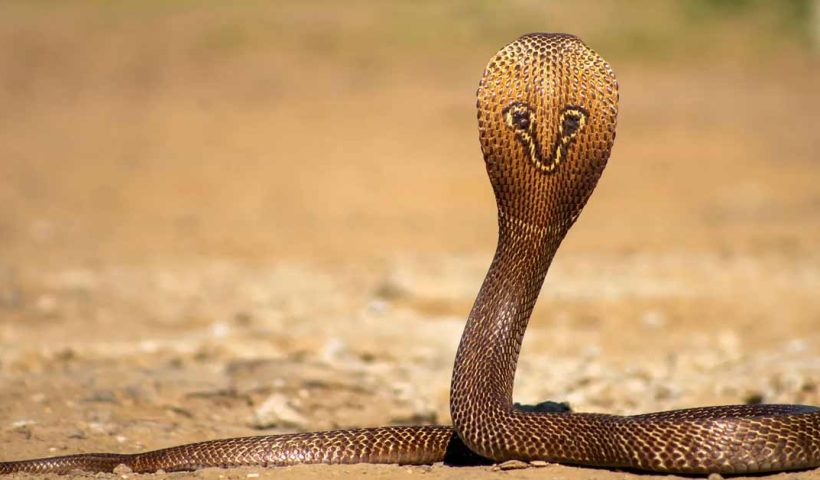 snake revenge