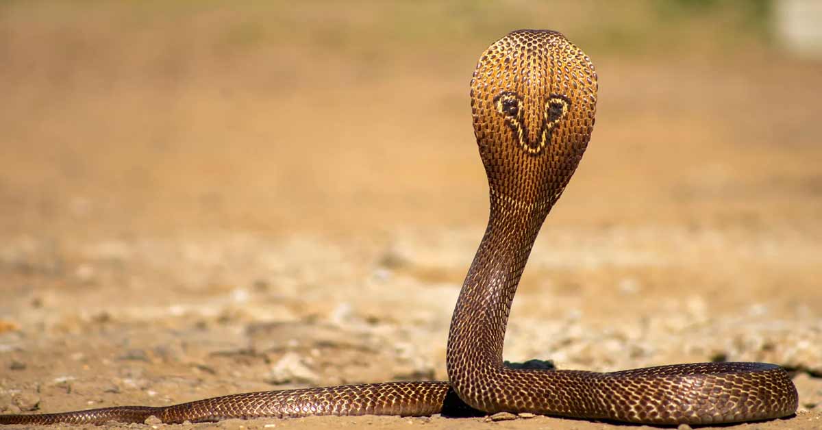snake revenge