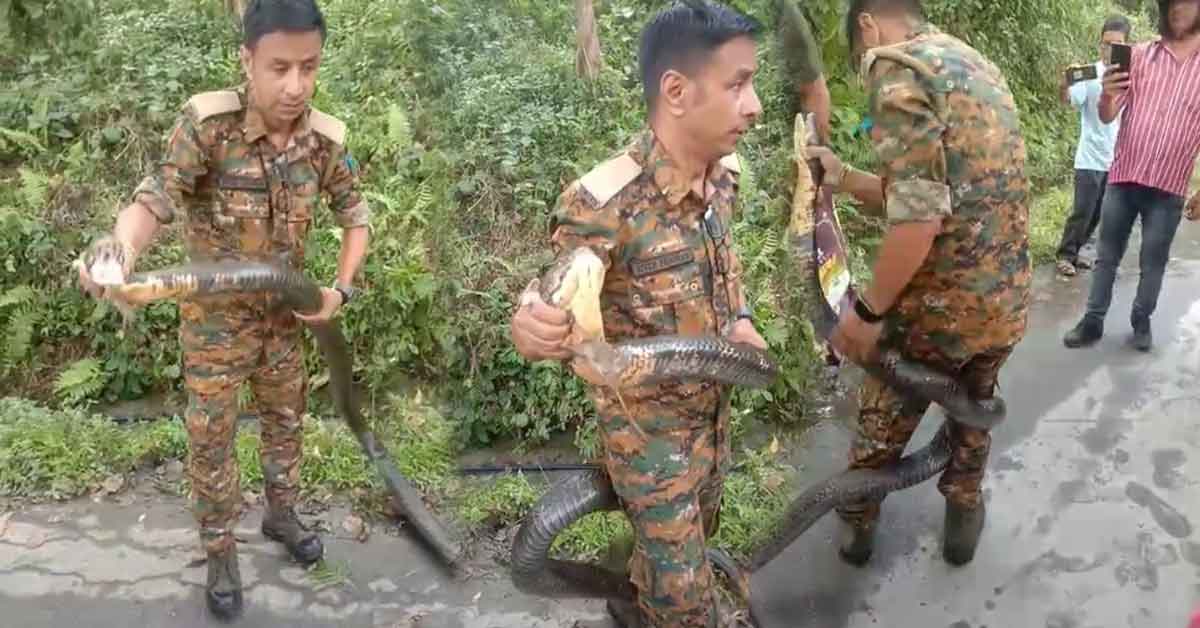 Giant King Cobra Rescued Near Mission Hill Tea Garden