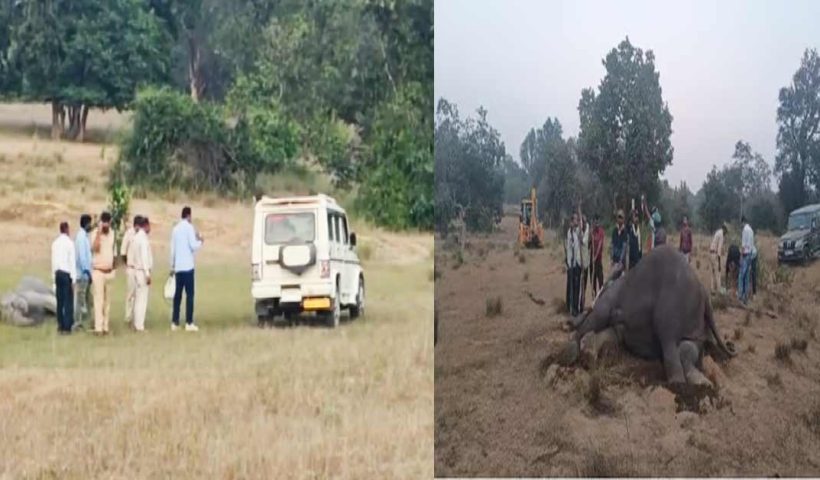 Bandhavgarh elephants death