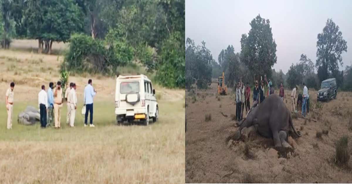 Bandhavgarh elephants death