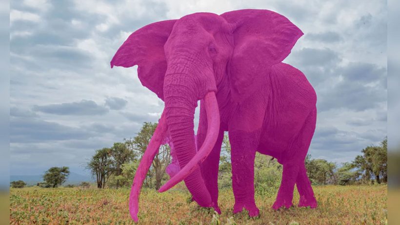 Pink Elephant Test
