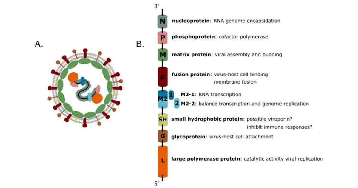 Human Metapneumovirus Know About Its Symptoms, Spread, and Precautions
