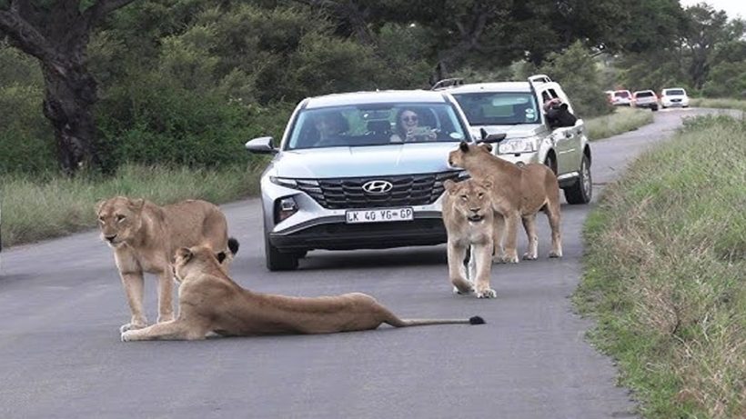 gujarat-lion-blocks-road-traffic-closed