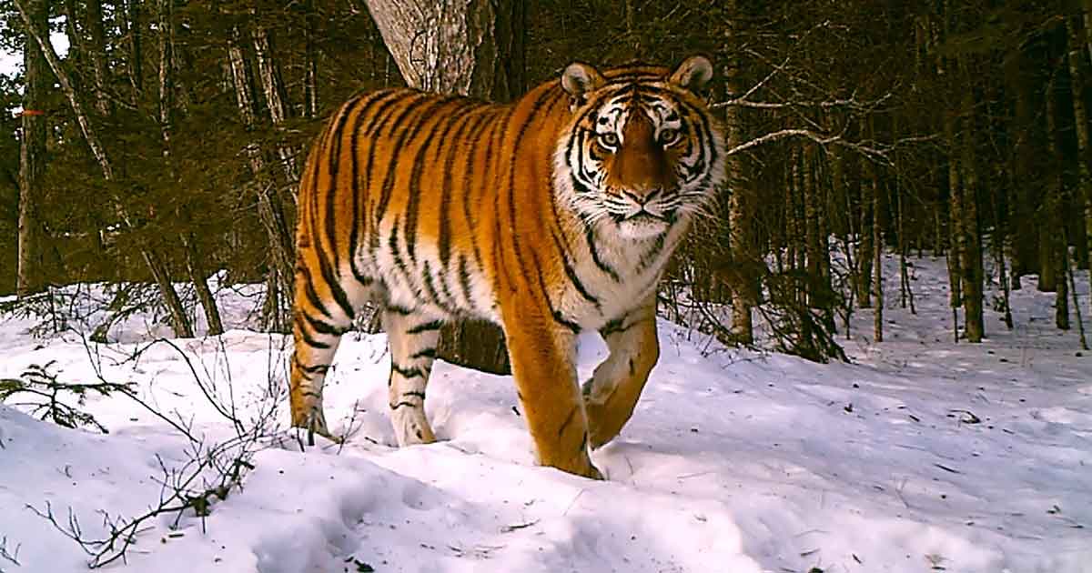 Amur Tiger Conservation