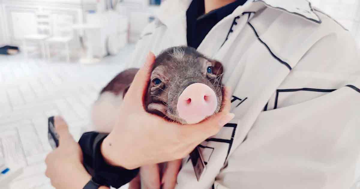 China's First Pig Liver Transplant in Human