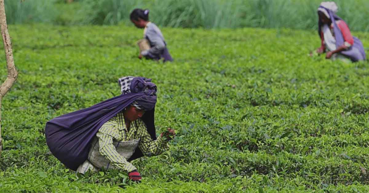 India became the second tea exporter