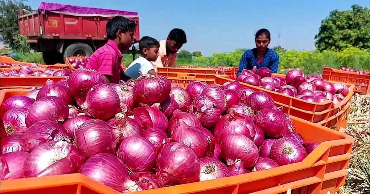 Farmers to Receive Financial Support for Onion Cultivation